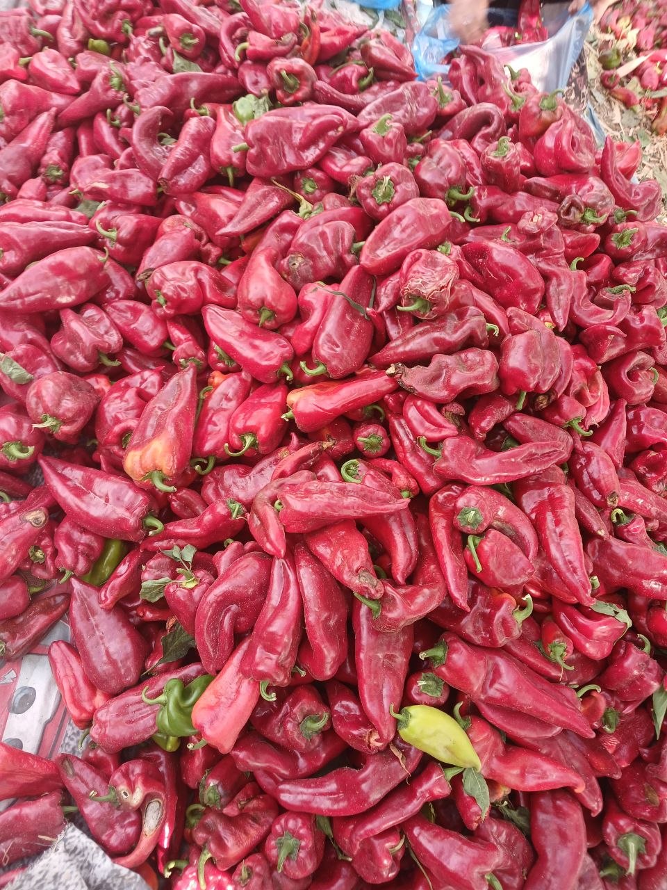 1-chi sort atxod balgari — sifatli