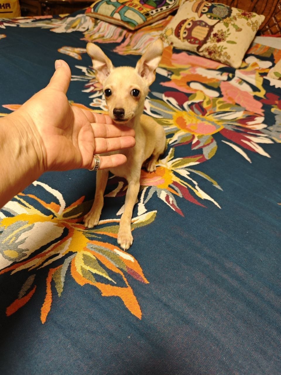 Toy terrier kuchkasi — 3 oylik, sog'lom