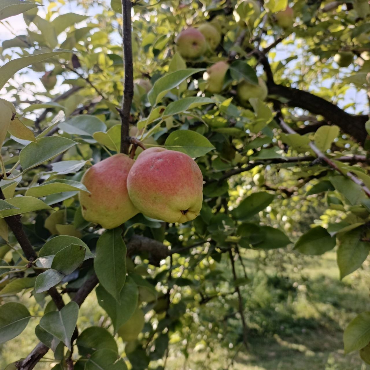 Limon nok bor 10 tonna
