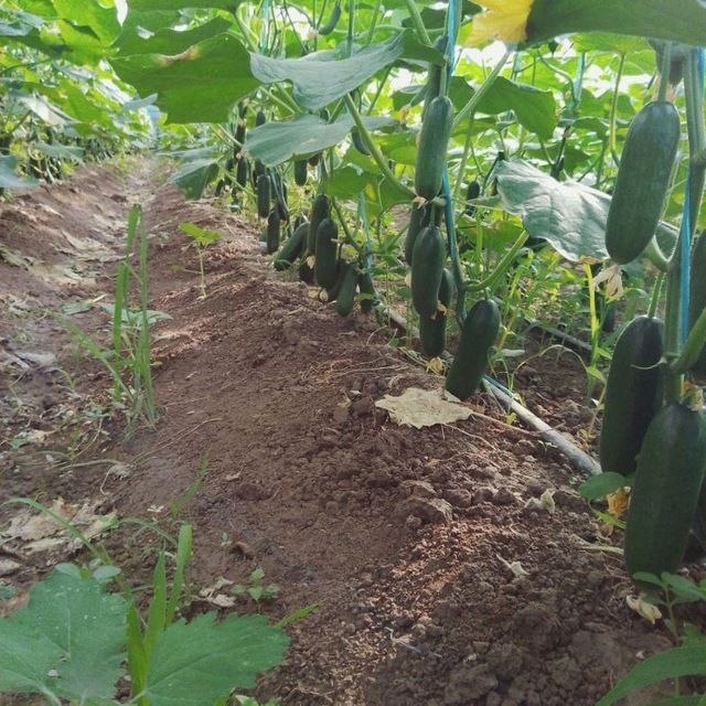ТУПРОҚ МАЛҲАМИга 28чи Сентябрь куни учун буюртмалар