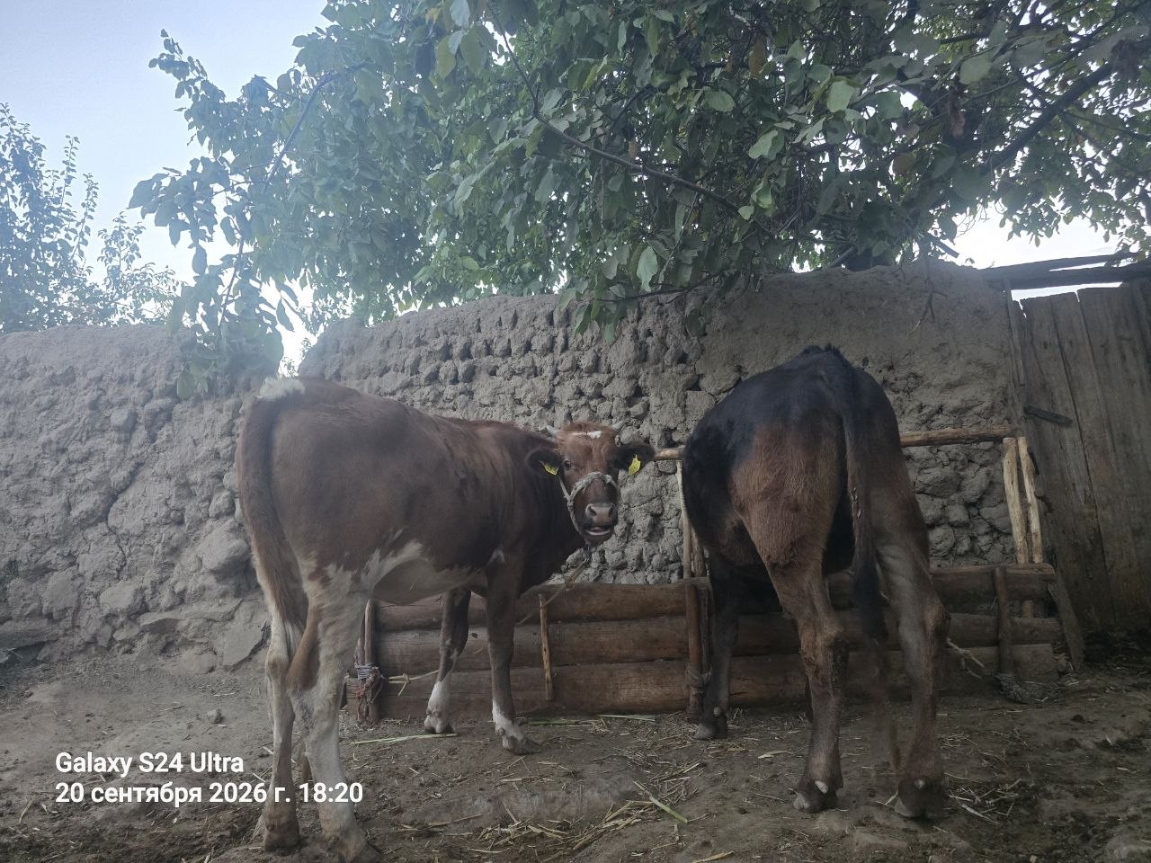 Gonajinchalar — 5 ta, sog'lom, alohida parvarishlangan