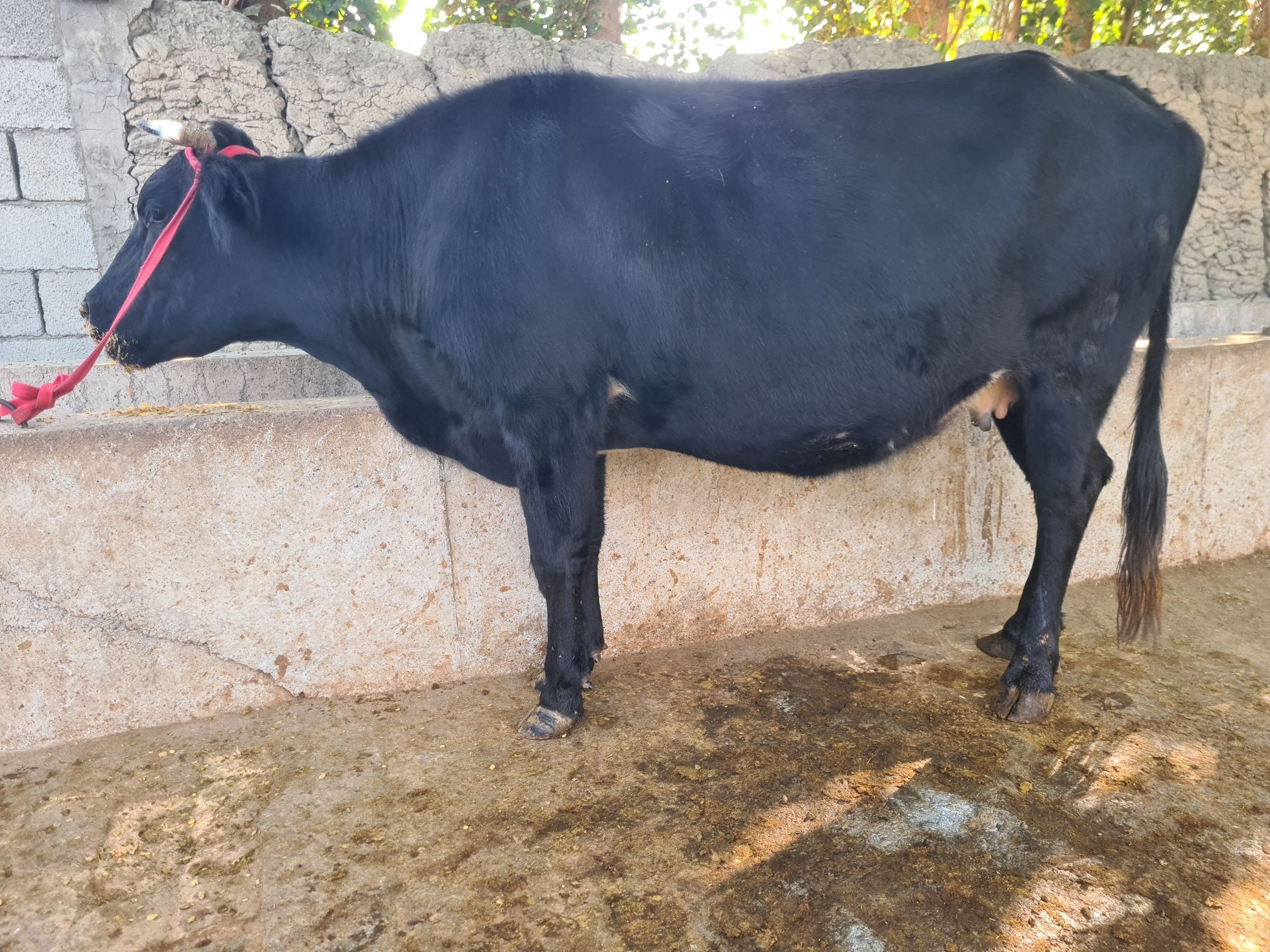 8 oyli bogoz — 1 ta tuqan