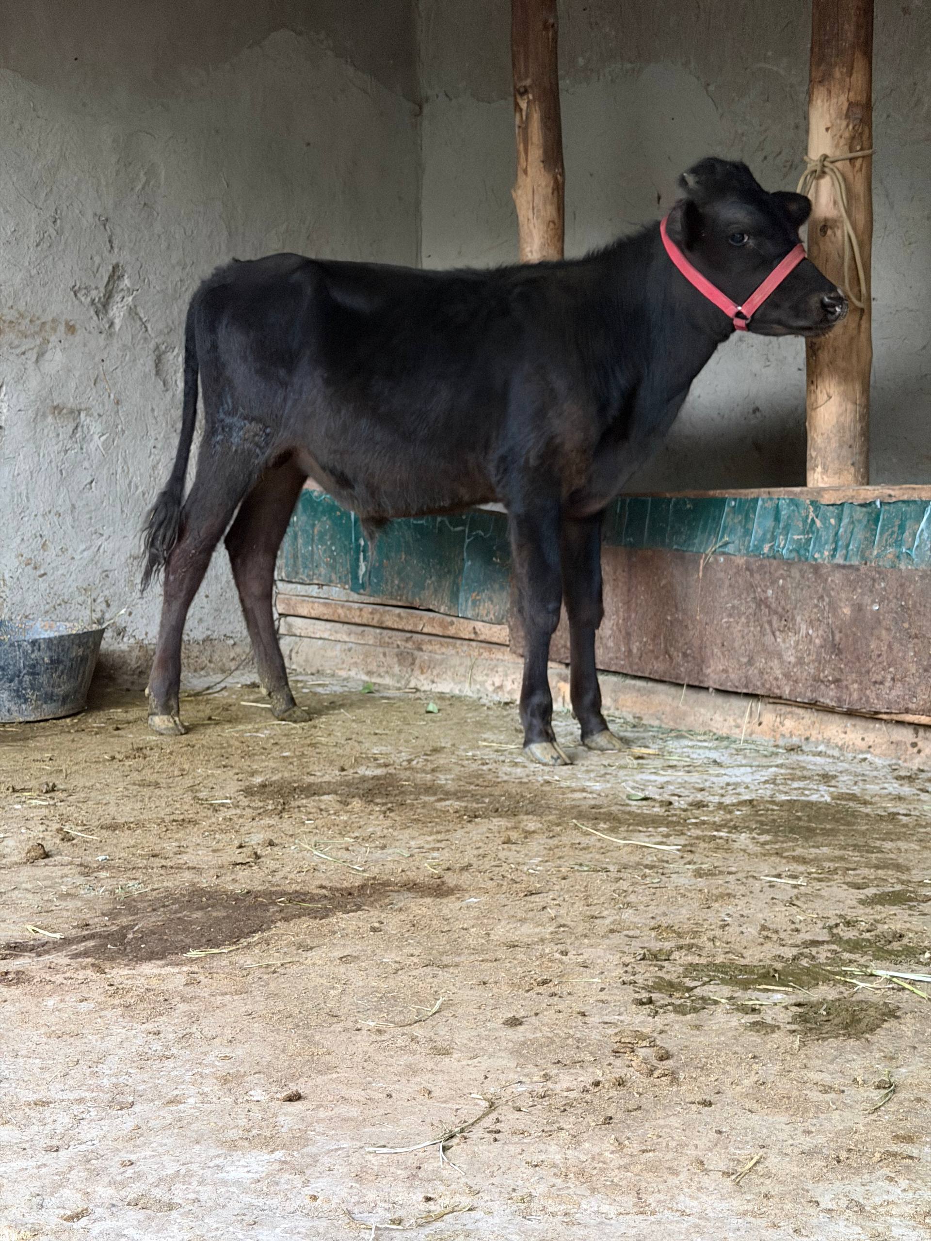 5 oyli kop qora gunojincha — sog'lom, 11800 so'm