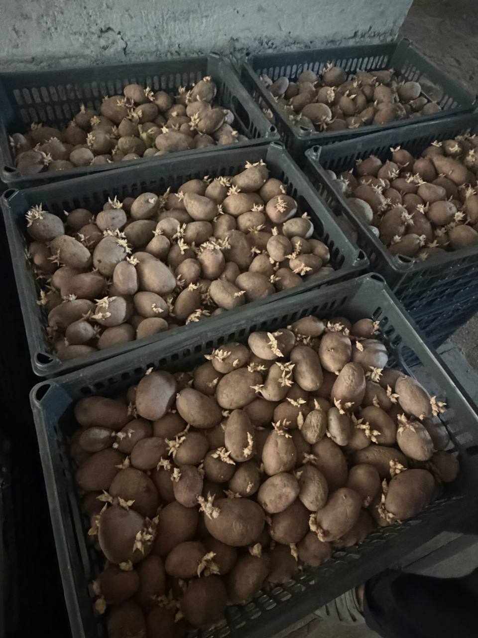 Gallanski esma — tayyor nishlagan 500 kg