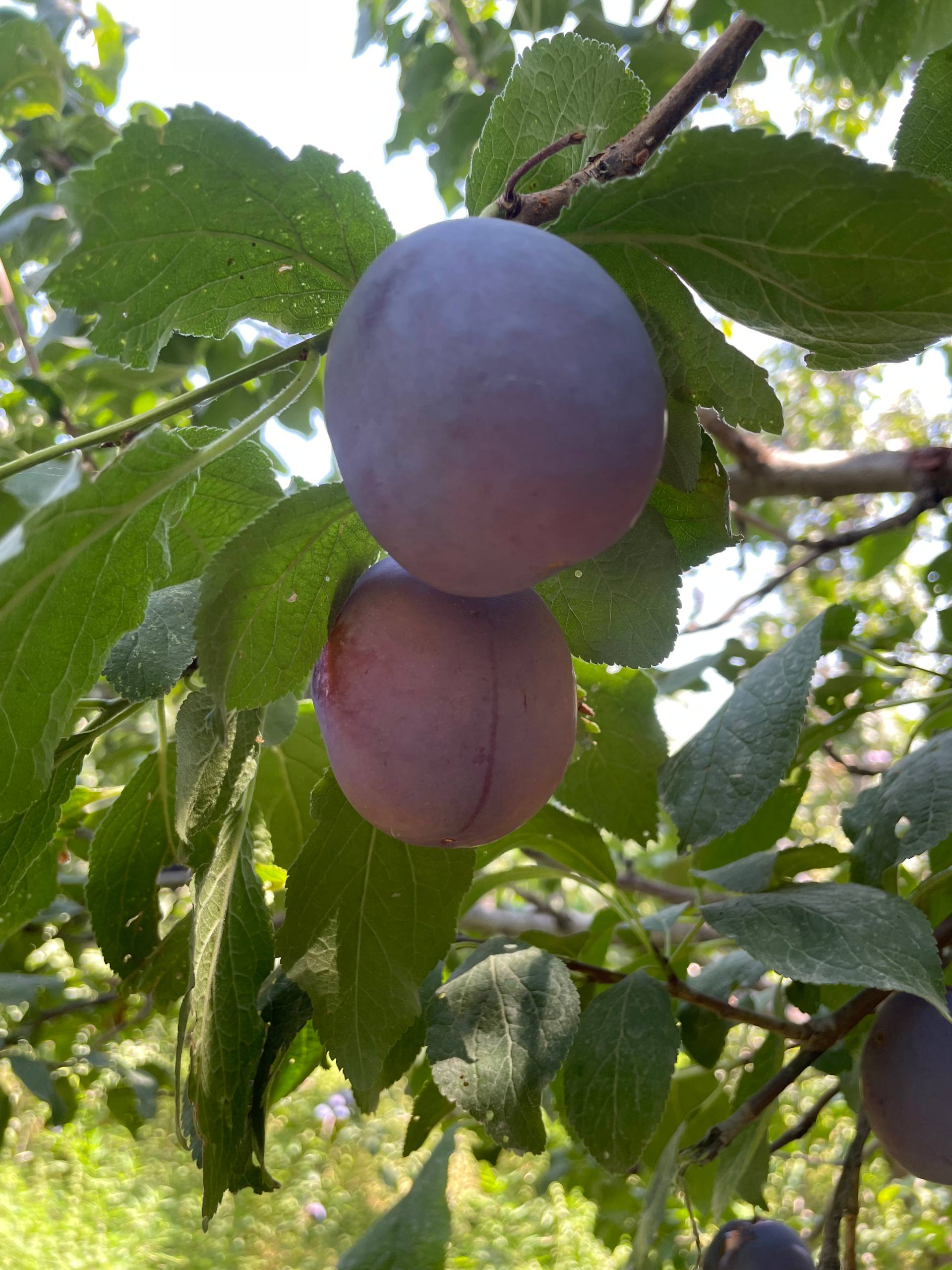 Shu slivadan bor uzishga tayyor