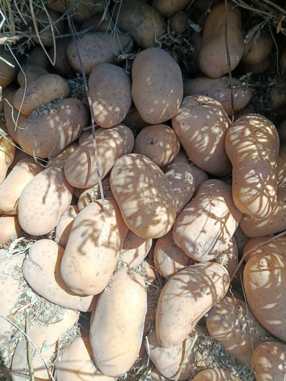 Arizona kartoshka 20 tonna xolati zoʻr