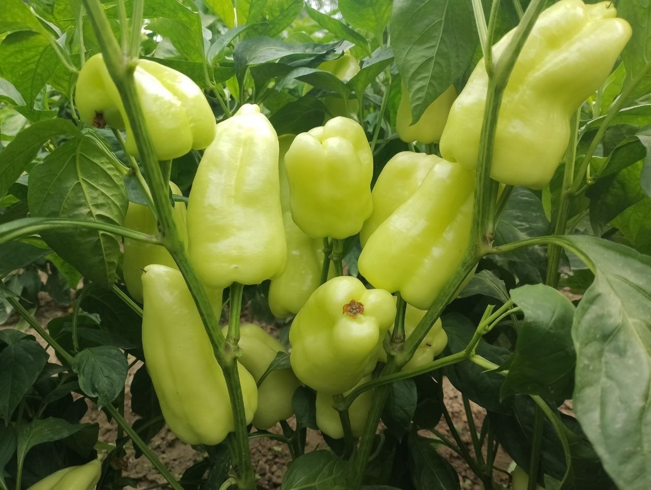 Oq par tayyor — sifatli va yangi