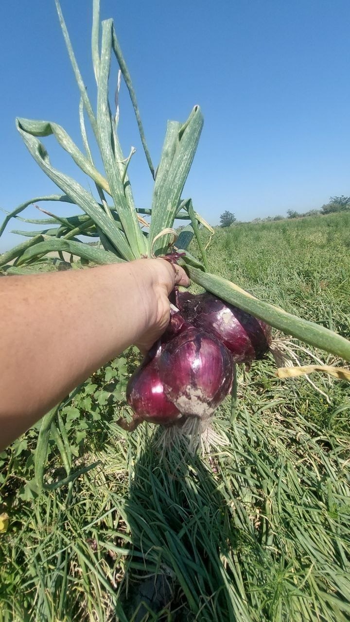 Akalar Qizil piyoz Narxini kelishamiz Samarqand Toyloq