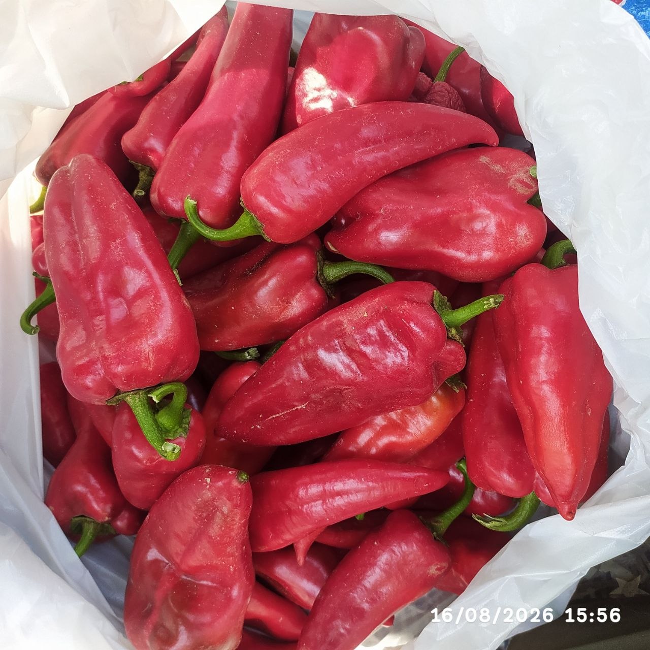 15 ta paketda tayyor bor