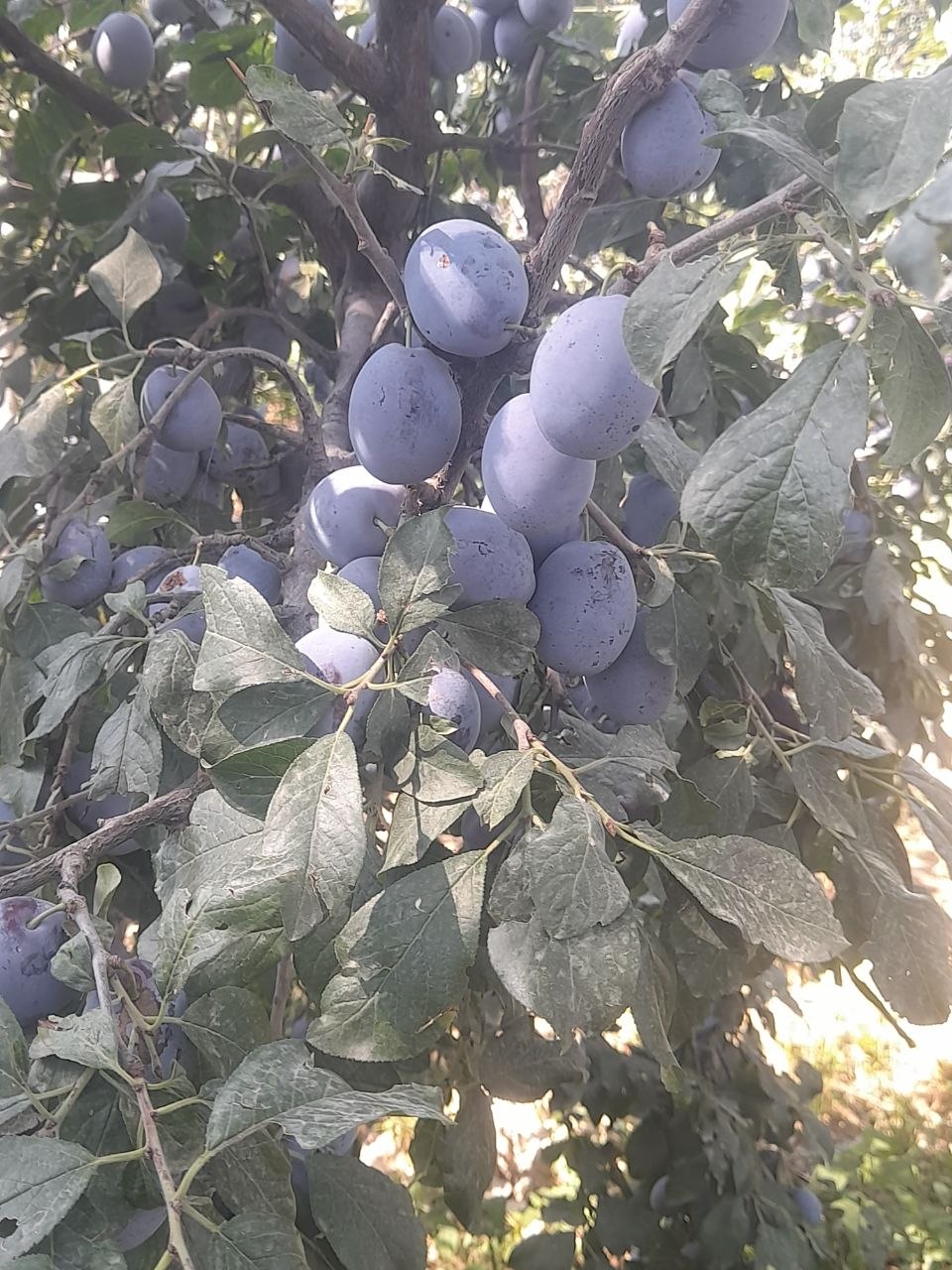Cho'rniy pantera — 25 tonna, 20% do'lisi
