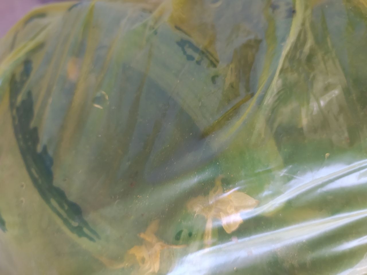 Badiring — 40 kg atrofida