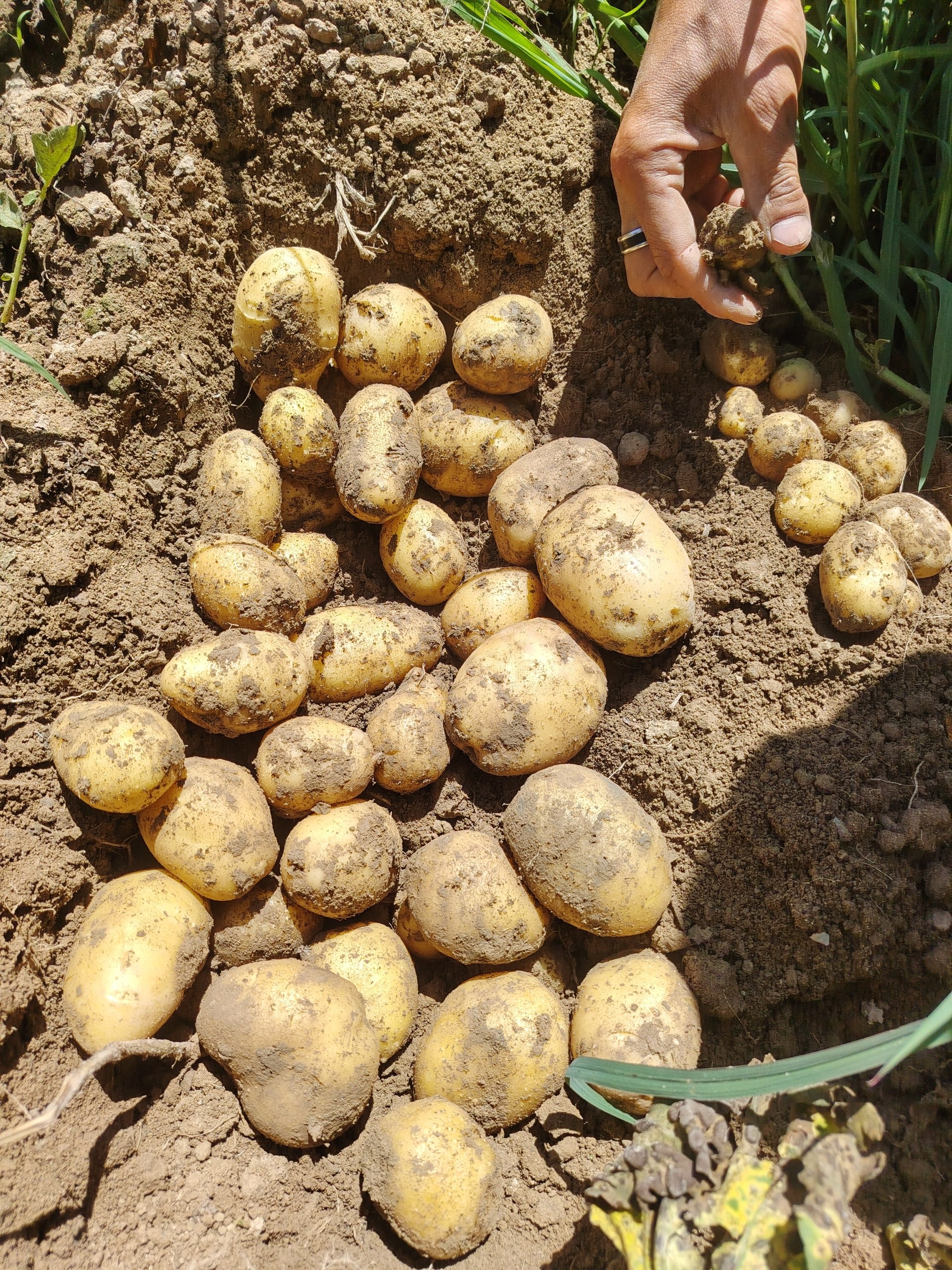 Kartoshka sorti Agata