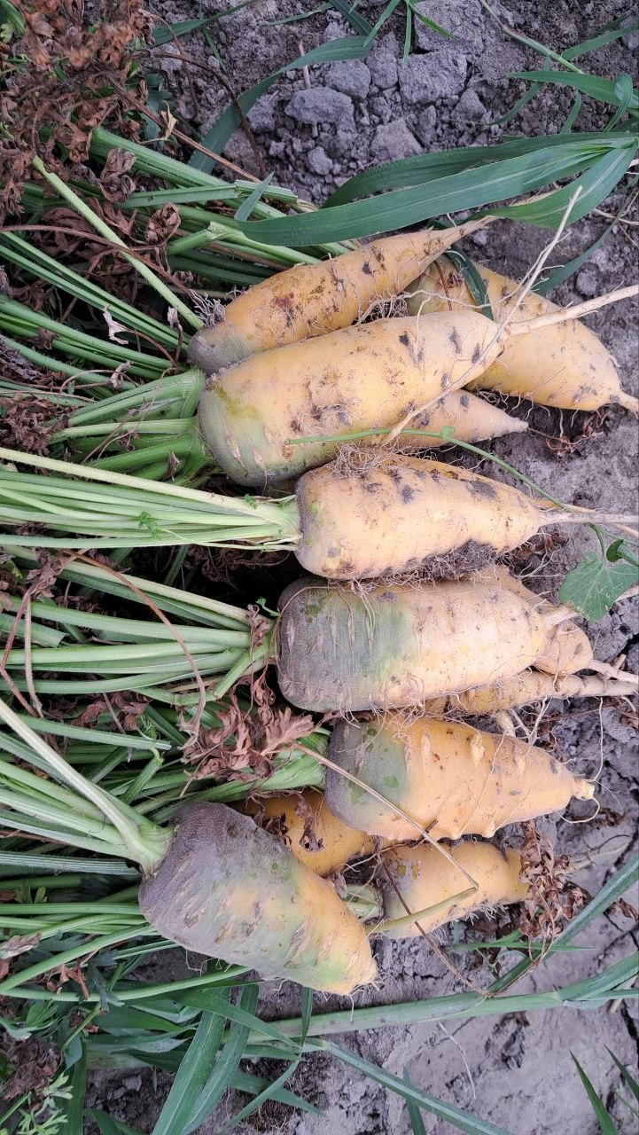 Sabzi