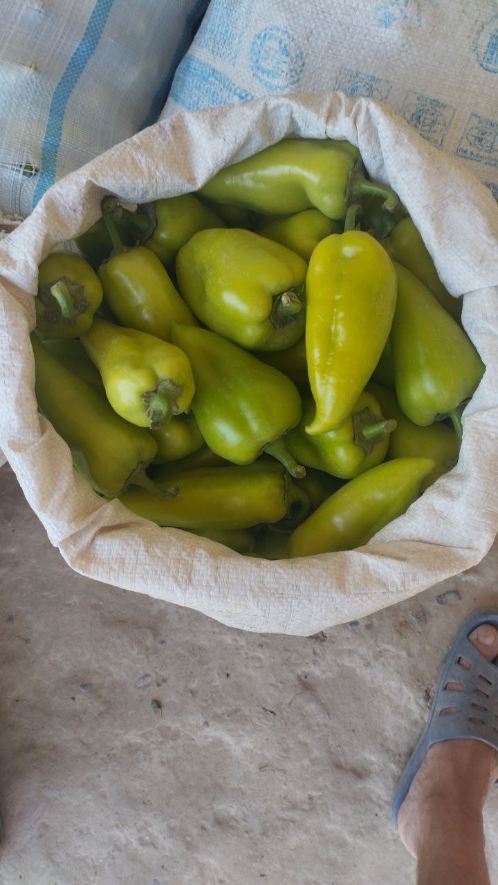 Balgar — yangi, kuchli
