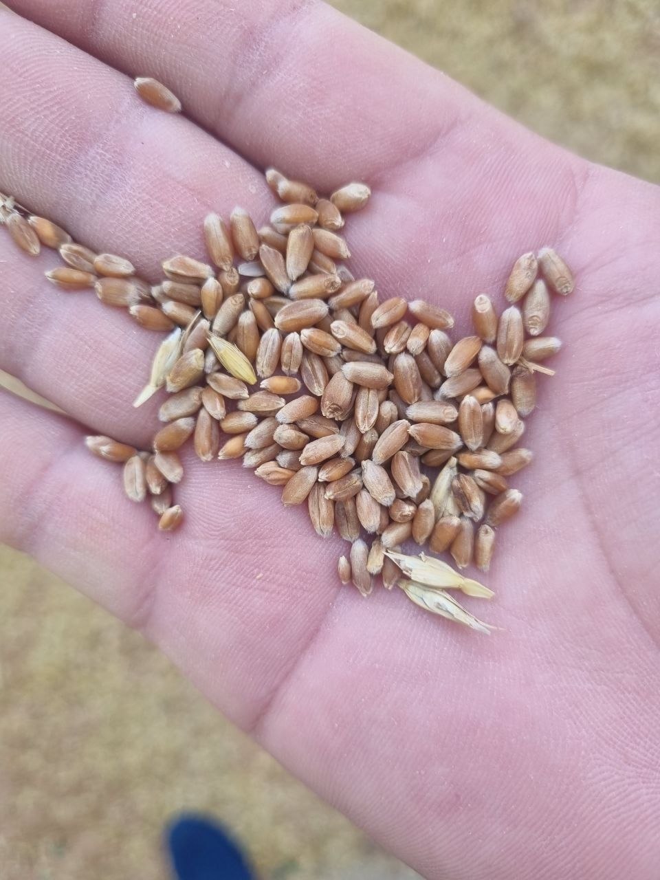 Bugdoy bor mesniy toza 1 kg Namangan Toraqorgondan