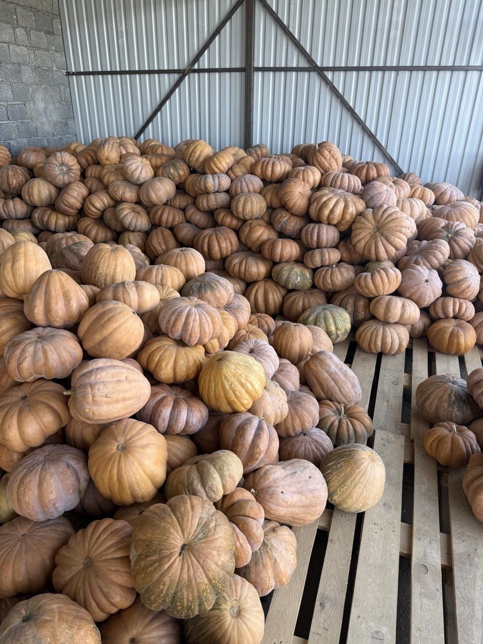 Muskат — mazasi bomba