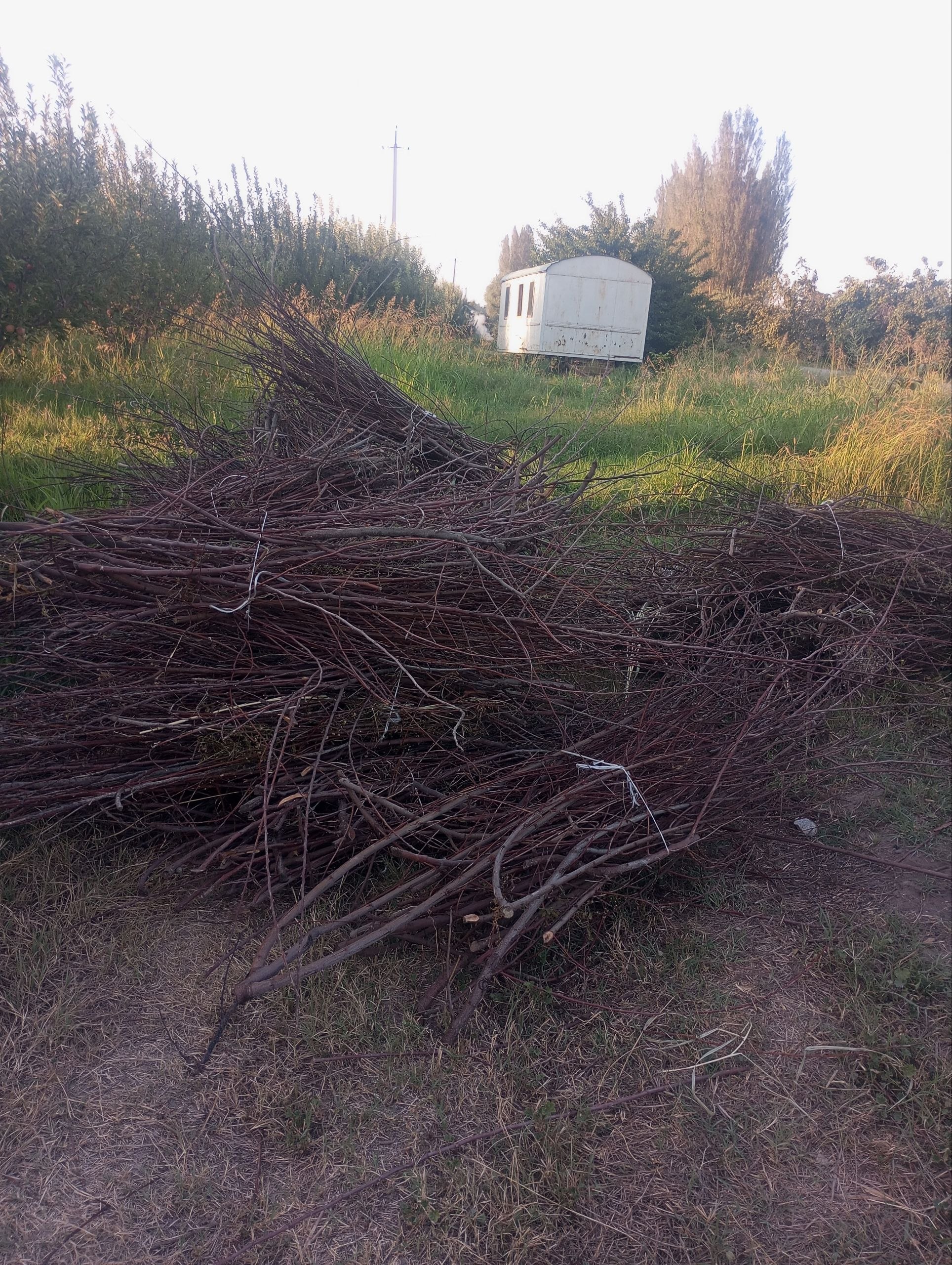 Quruq shaftoli shox o'tin bor 500bog' bog'langan