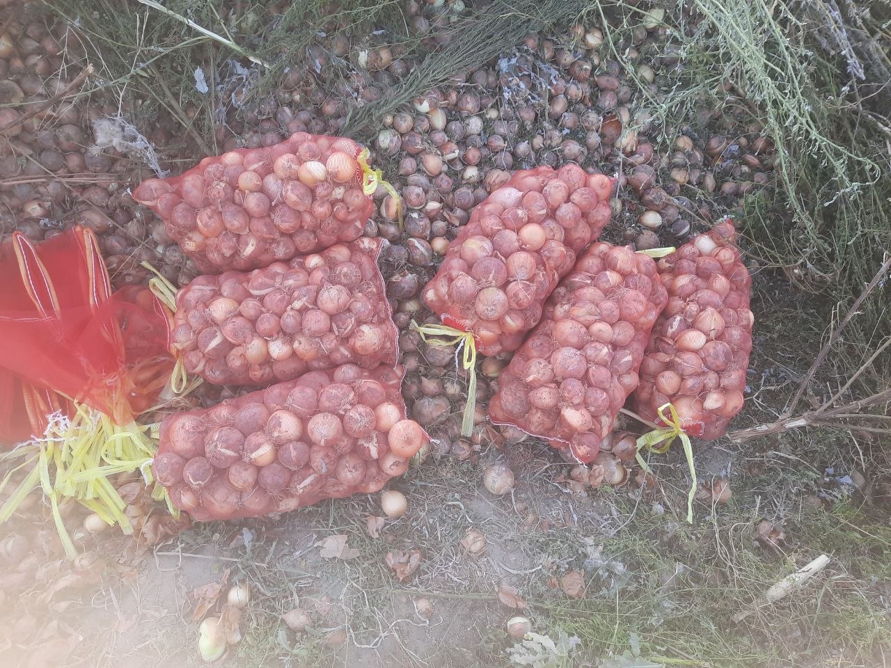 Shu piyoz ANDIJON QO'RG'ONTEPA tayor qoplangan 10
