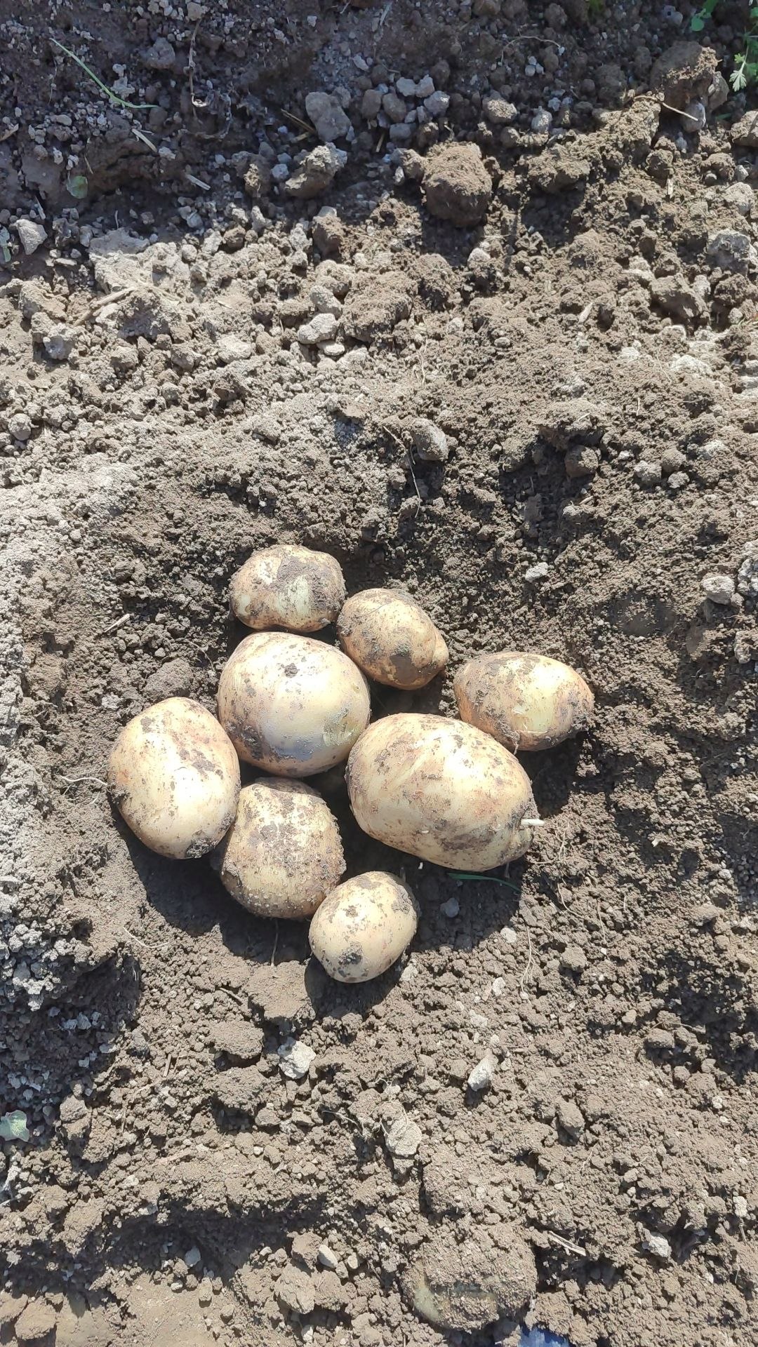 Arizona kartoshka Manzil Ohangaron tumani Sanam