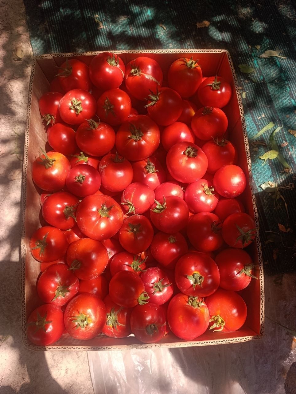 Pamidor — yangi, sifatli