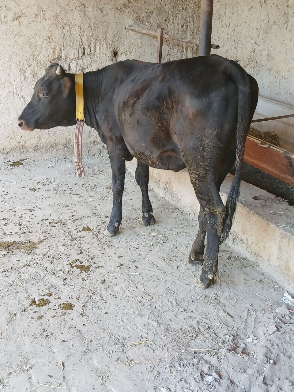 Gʻunojin — sifatli va yangi