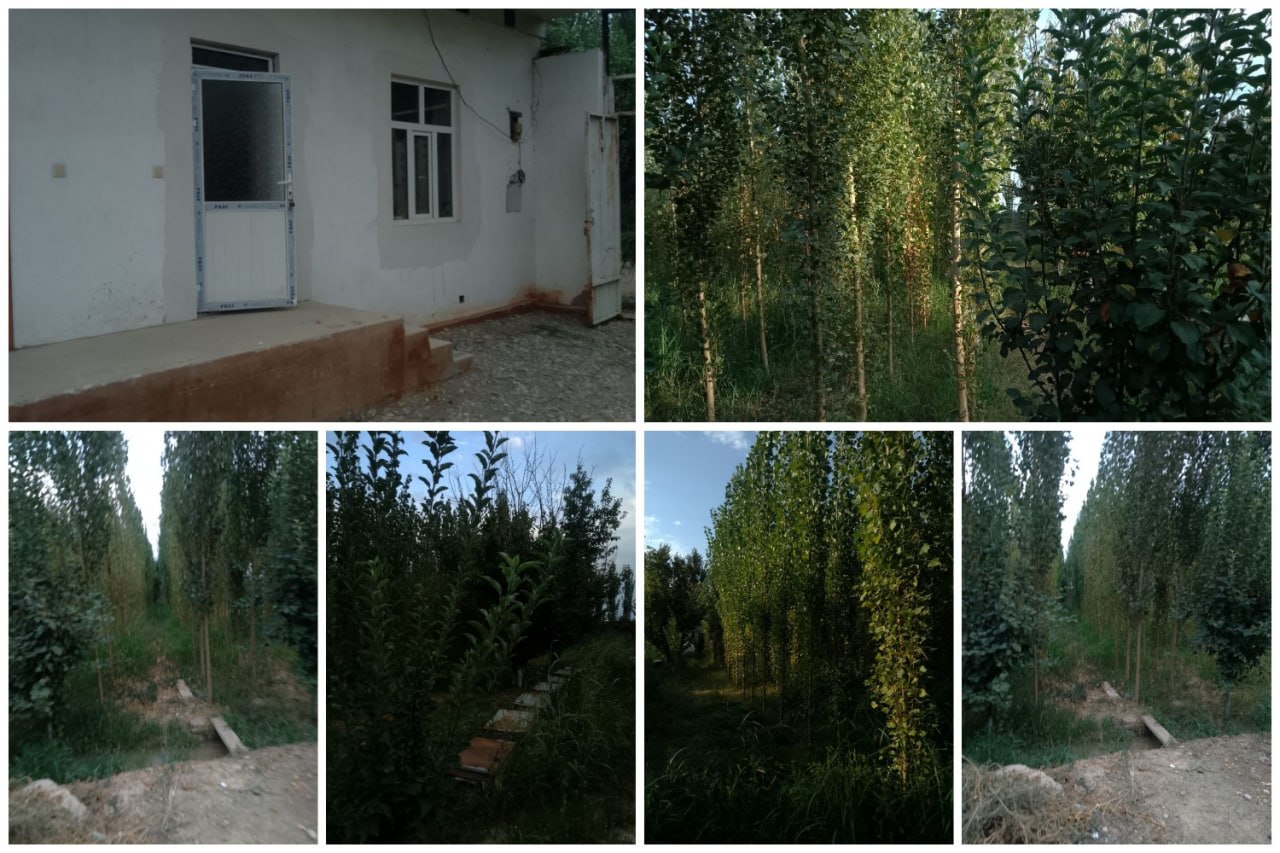 3 xonali uy va 700 tup meva daraxtlari