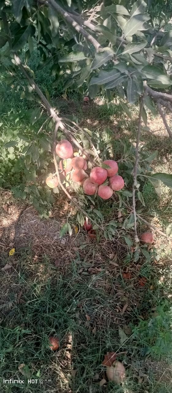 Krepsin olma — yangi, mazali