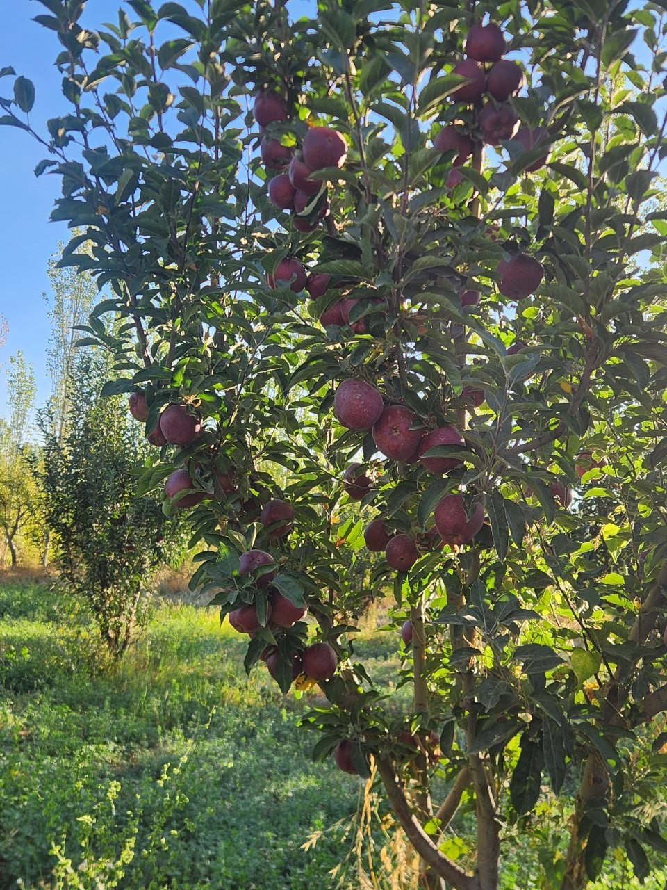 Kremson novda stakanchik — kelishilgan narxda