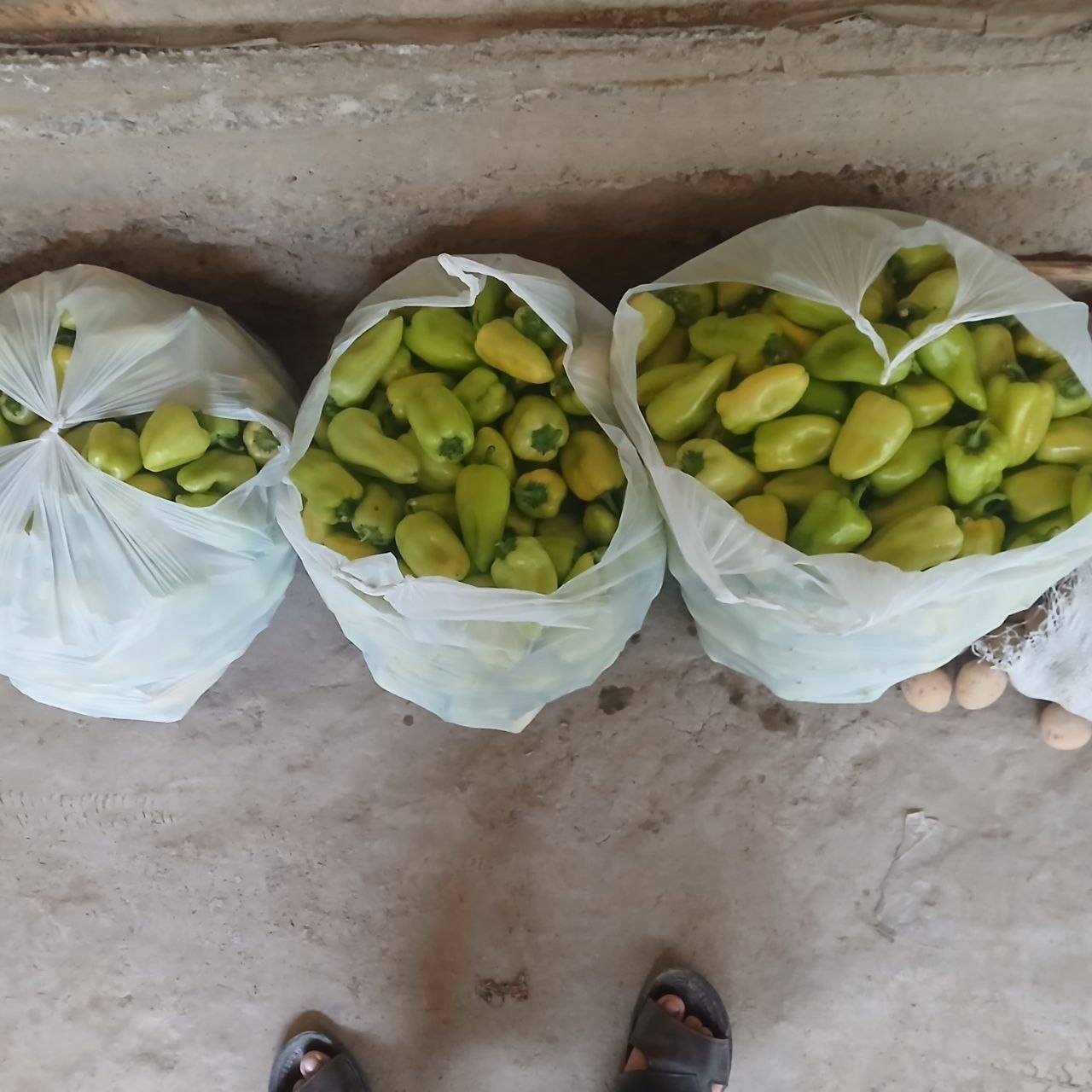 Akalar shu balgardan 14 paket tayyor