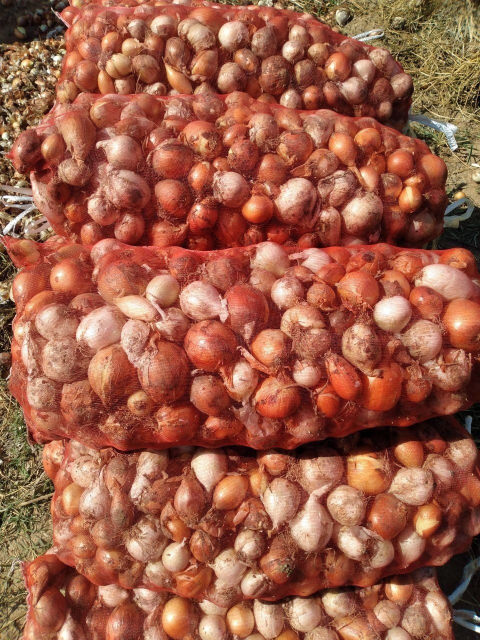 Piyoz namanganda