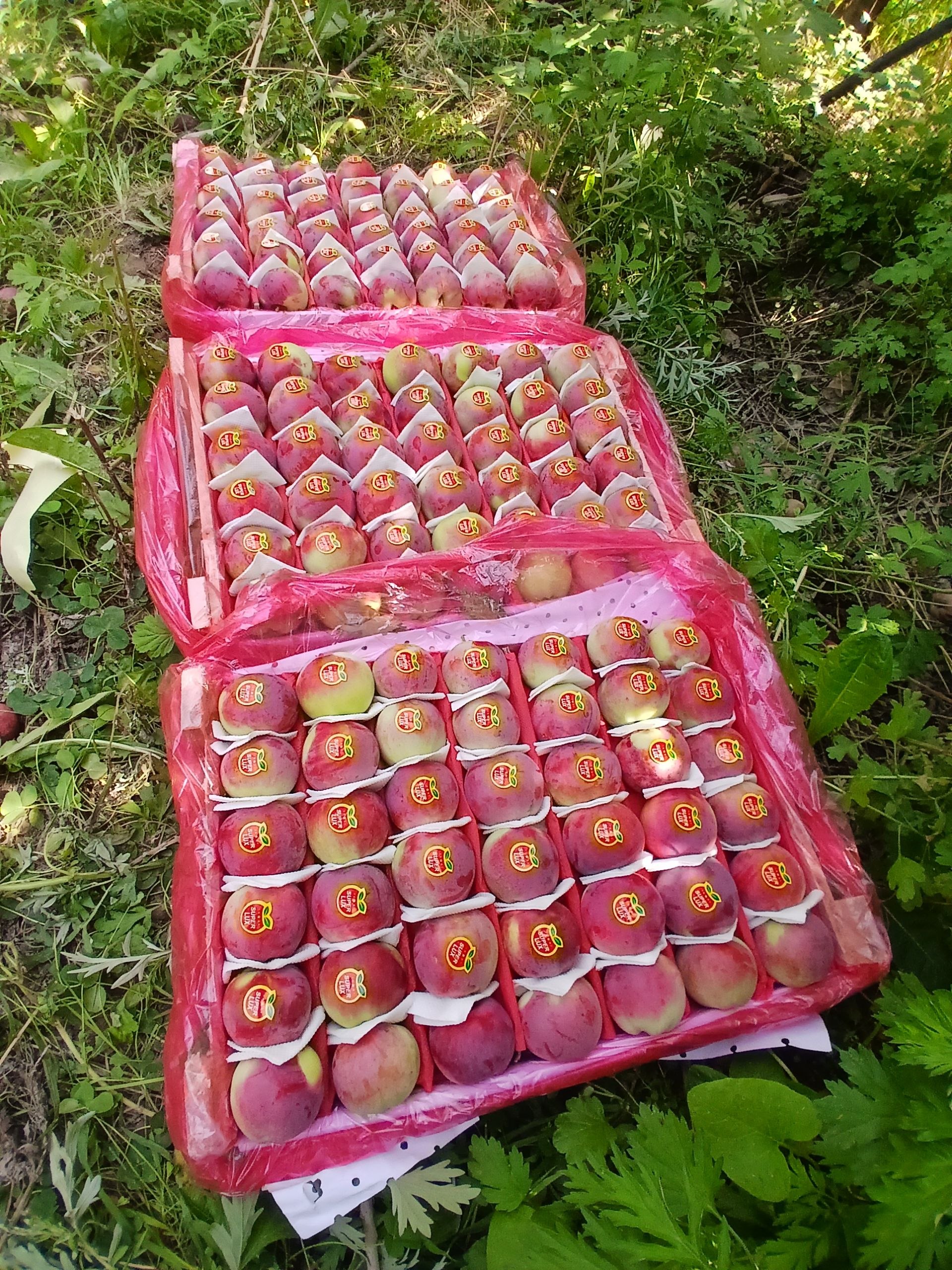 Chang olma bor 330ta