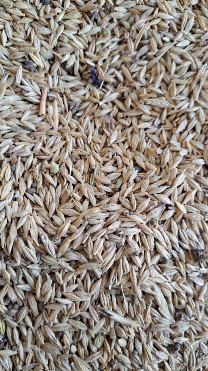 Arpa bor lalmi