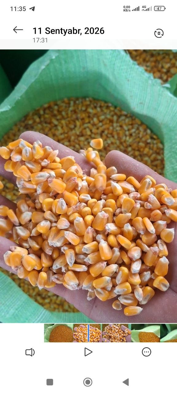 Tayyor qopli Makka bor 17 tonna quruq 3200 dan yuklab