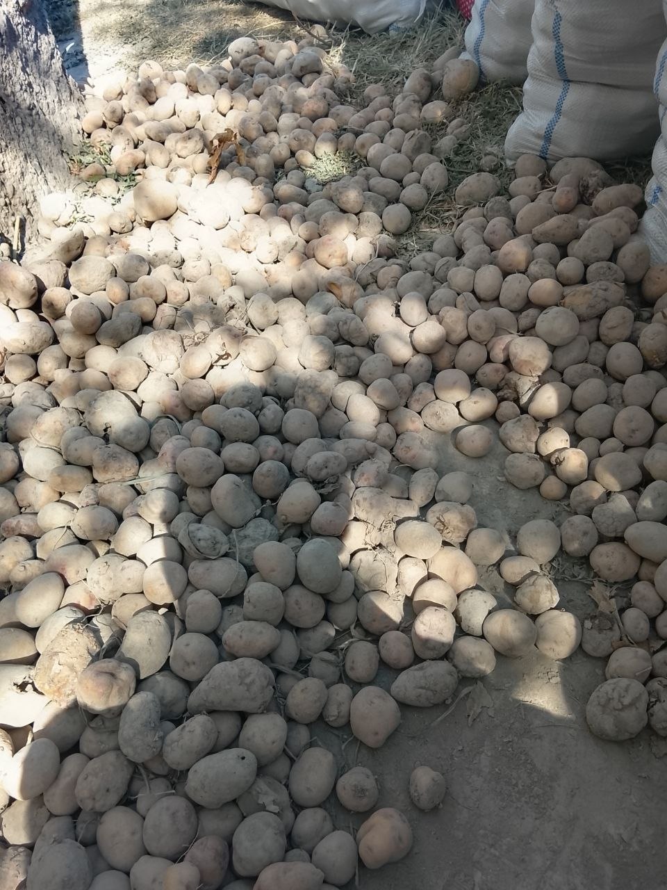 Garox kartoshka Bulungʻur oʻroqlida srochna
