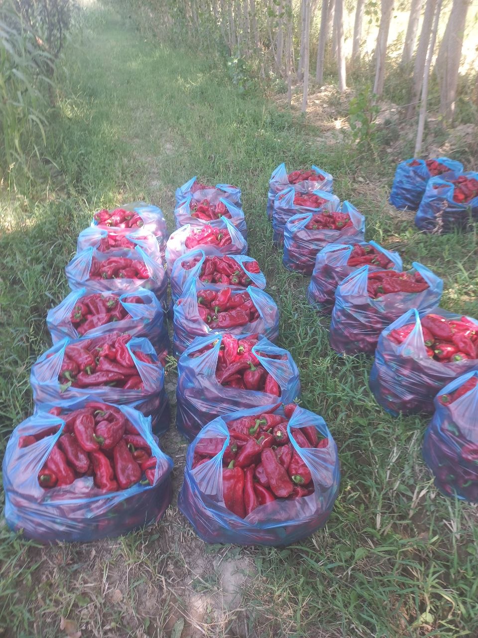 Turtiyskiy balgar — yirik, ajoyib holat