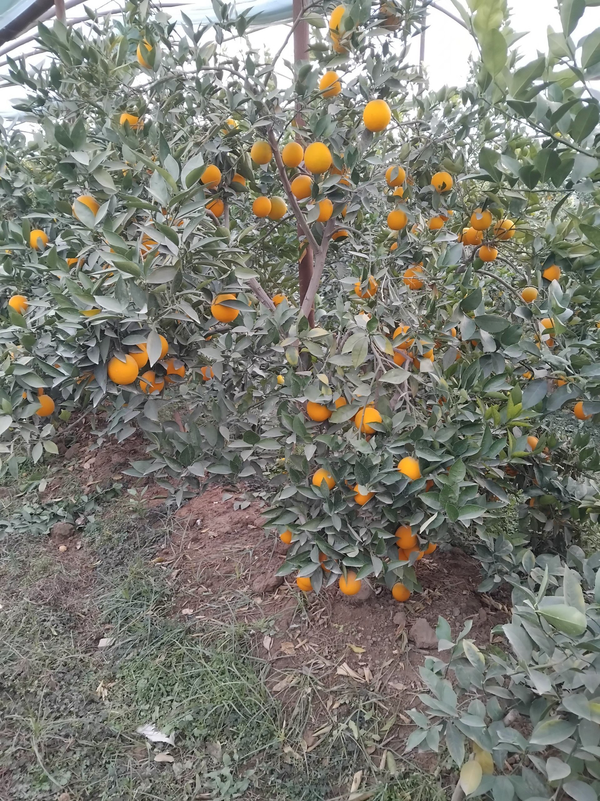 Limon