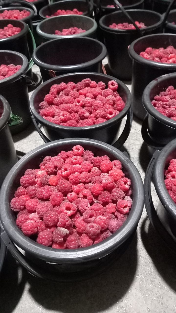 Kuzgi malinalar pishdi dastafka xizmatlari bor 10