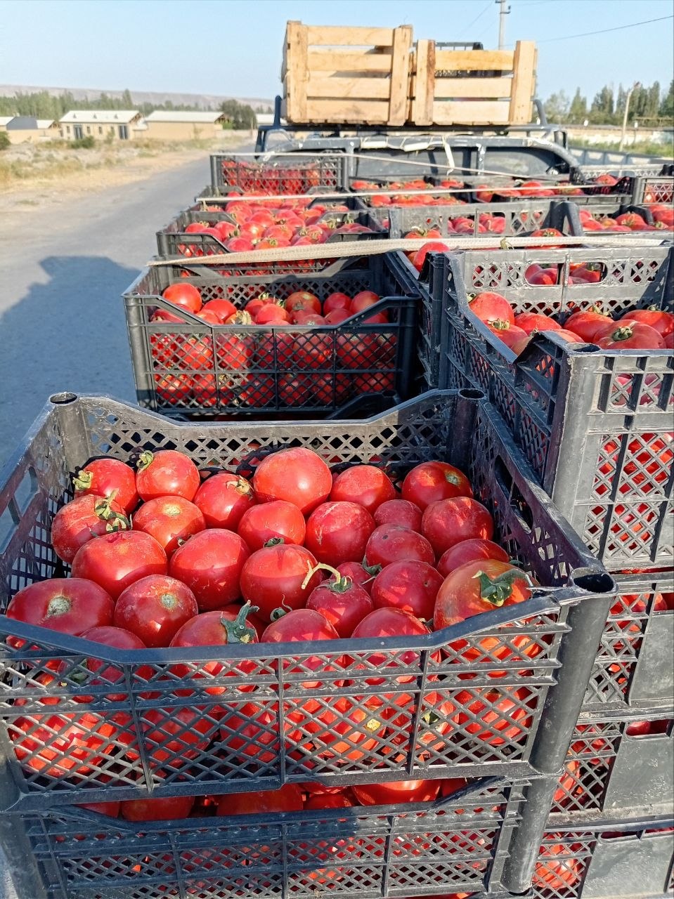 500 kg tayyor pamidor — yangi
