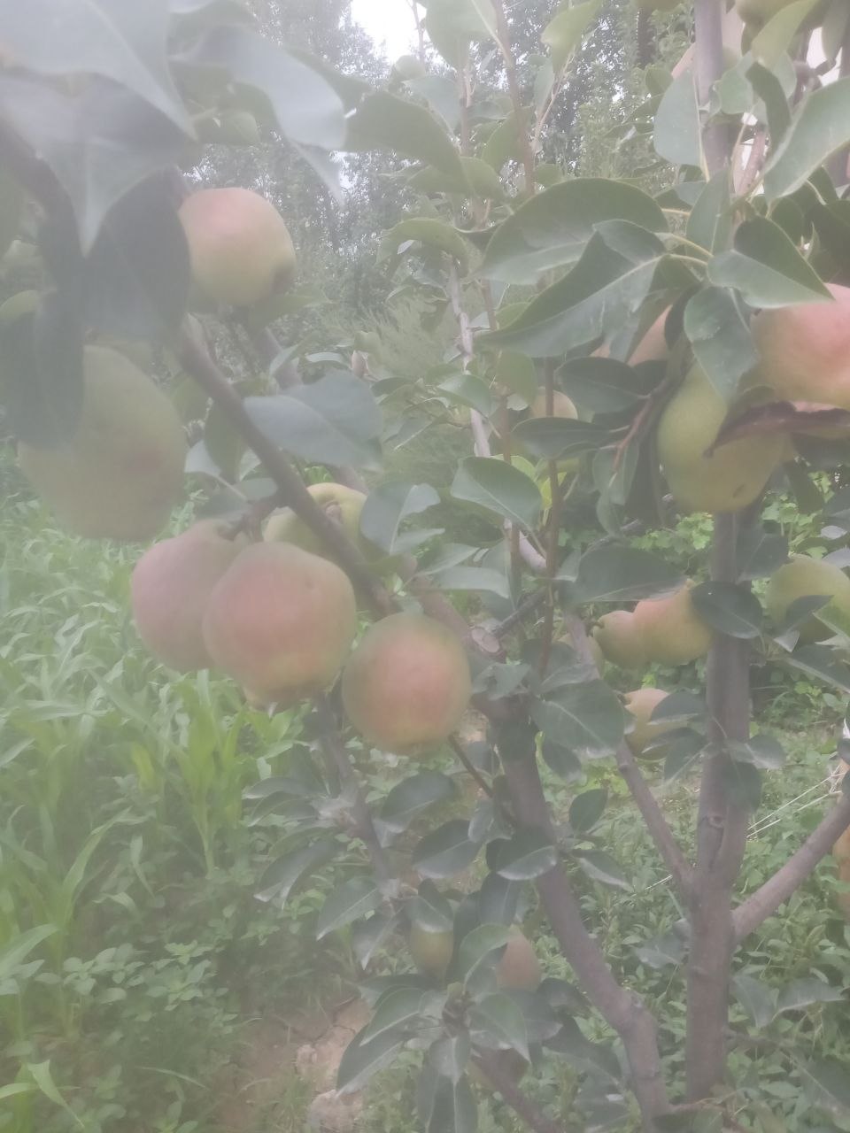 Limonka nok — yangi, sog'lom