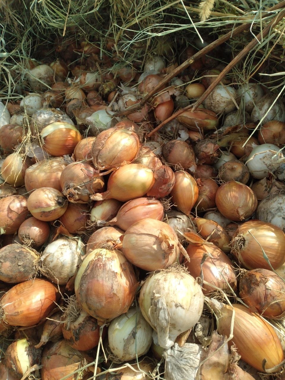 Shu piyozdan 40 50 tonna bor namanganda