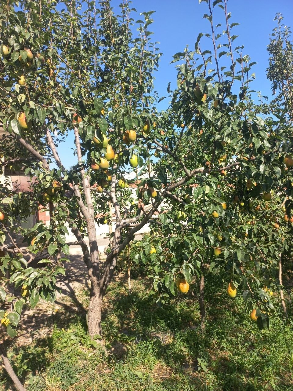 Shirin va suvli noklar — tayyor