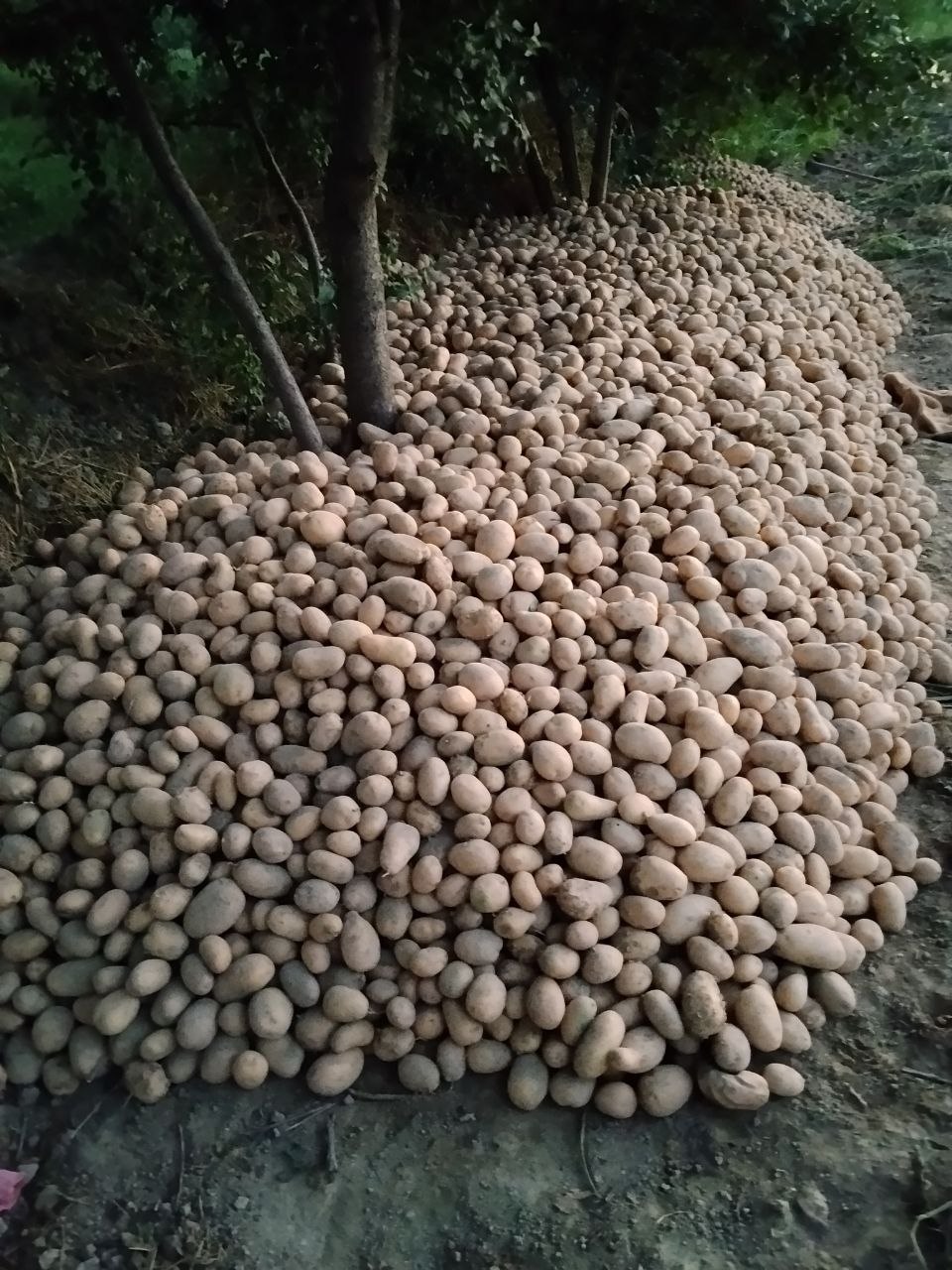 Kartoshka Arizona 10 tangaga yaqin manzil gulbuloq