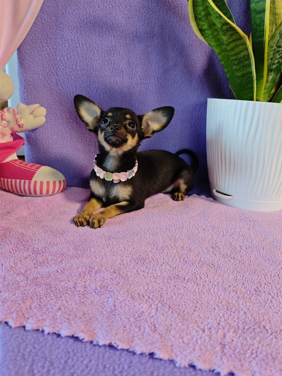 Toy terrier kuchukchasi — 3.5 oylik, toza