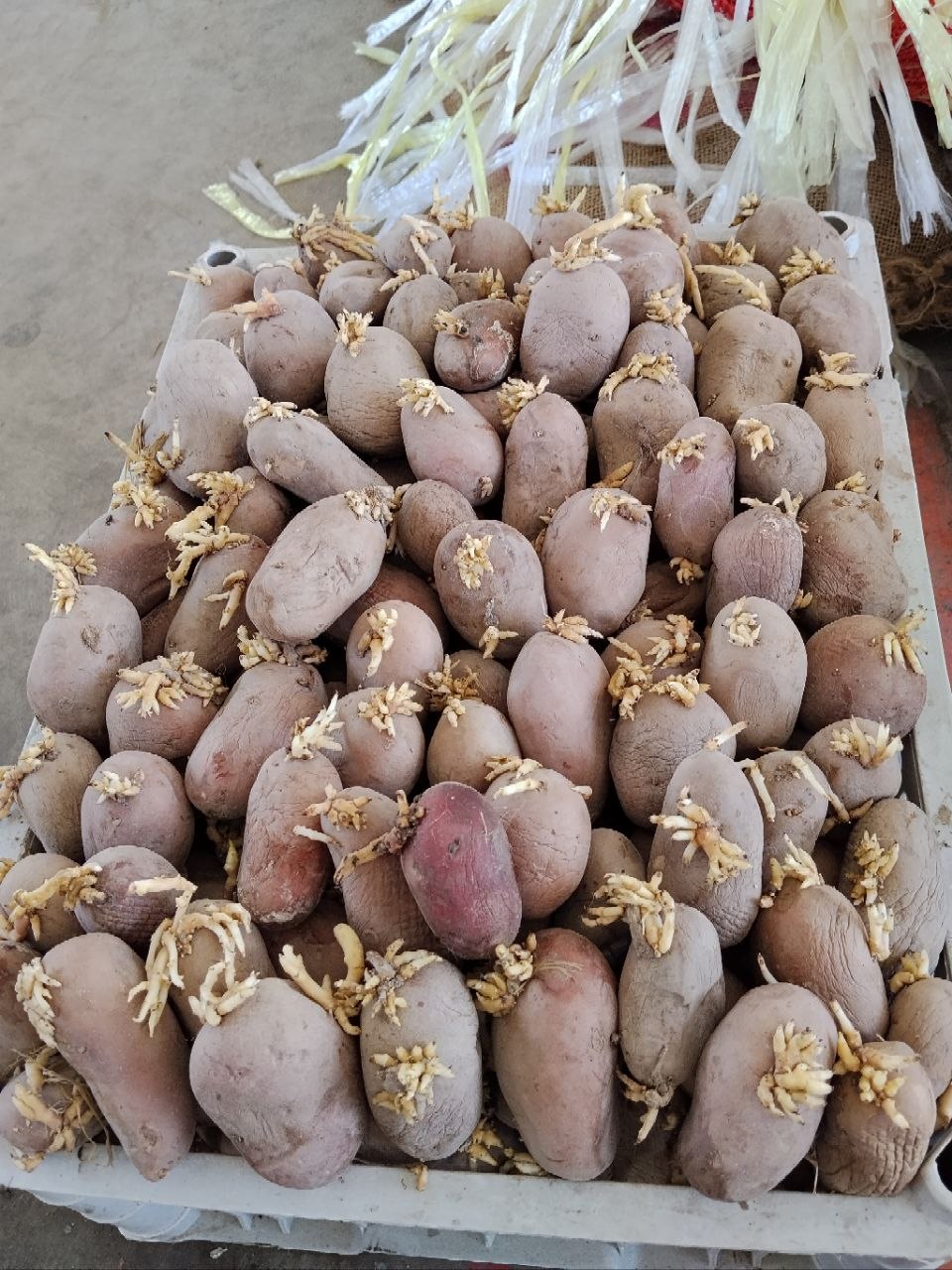 Urgʻuli kartoshka esma qazil