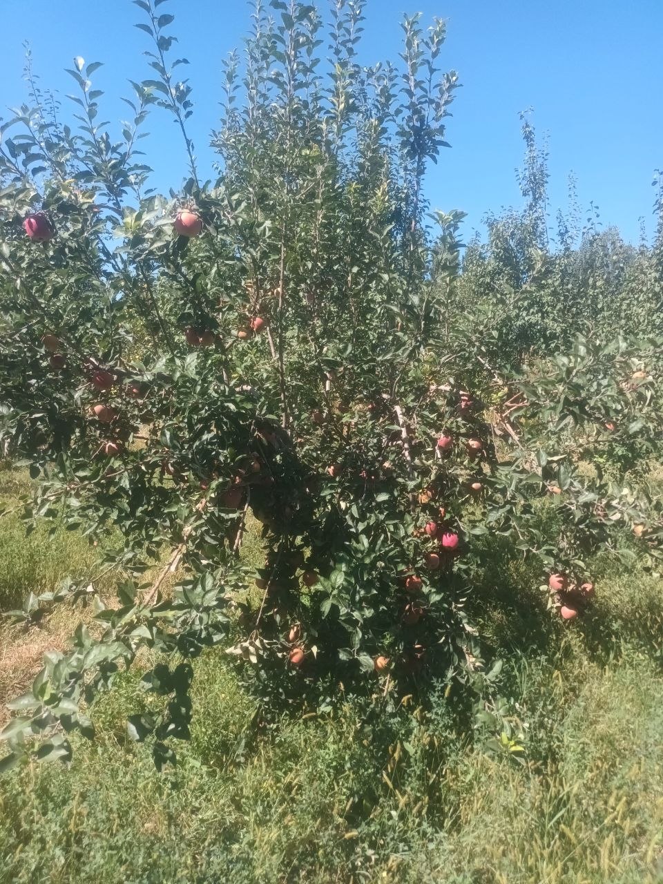 Shu olmalar