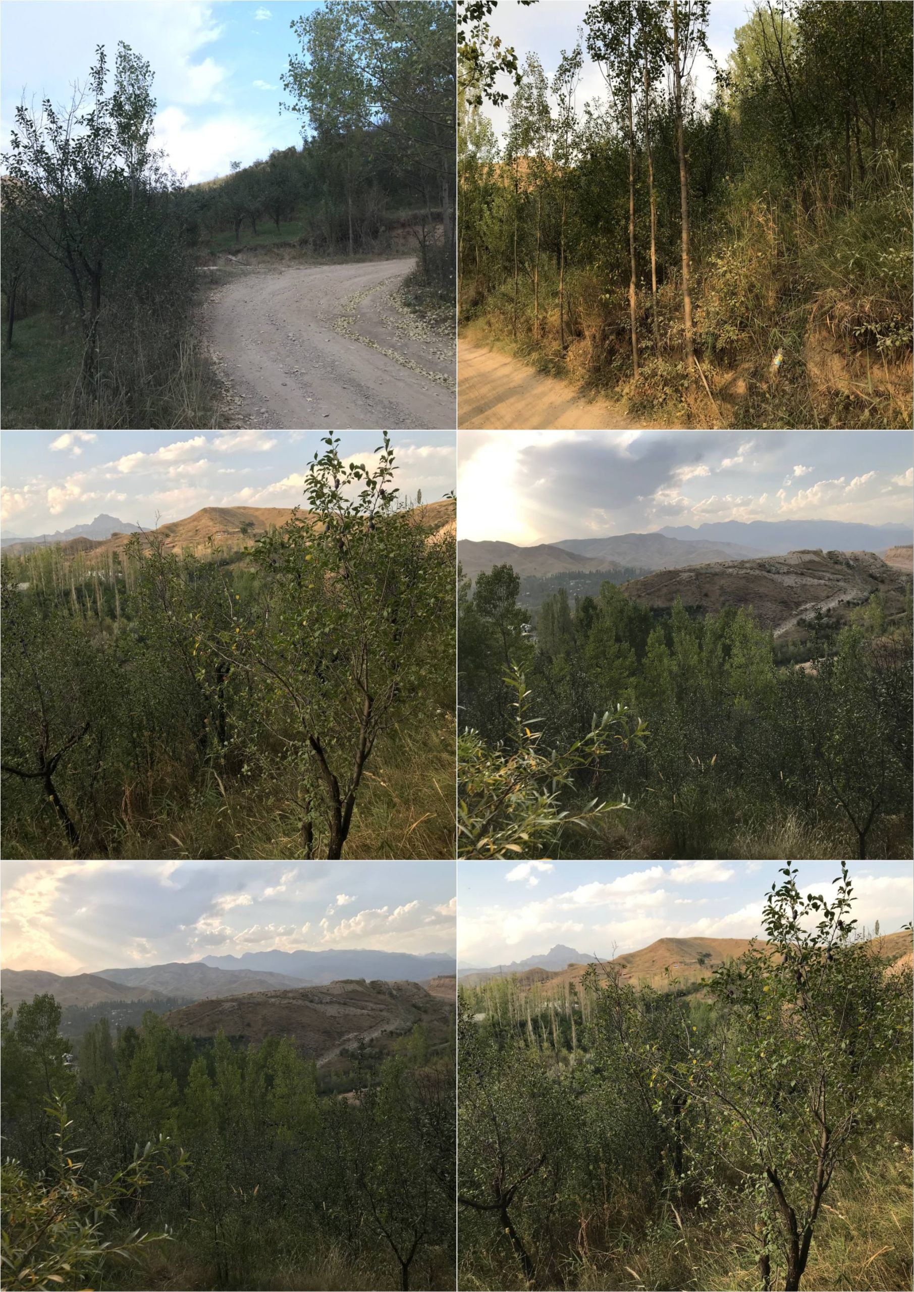 Dacha — 30 sotih, mevali daraxtlar bilan
