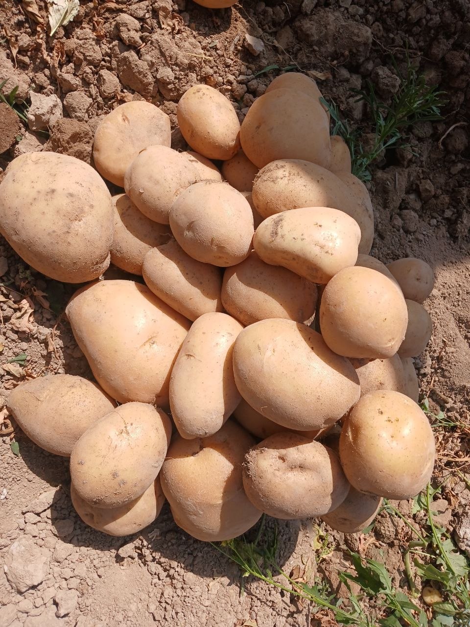 200 xalta Arizona kartoshka