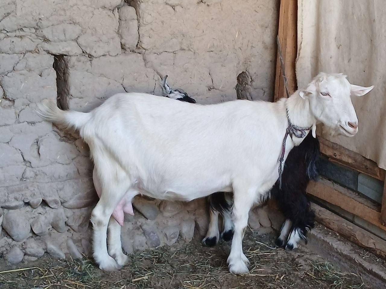 Toshkent echki 3litr suti bor bolasi urg'ochi narxni