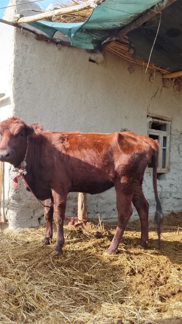 5ta tugʻmagan unojlnlar Qisir Narxi telda