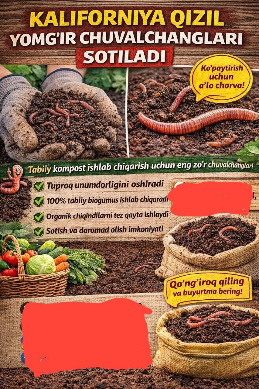 Kaliforniya qizil yomgʻir chuvalchanlari